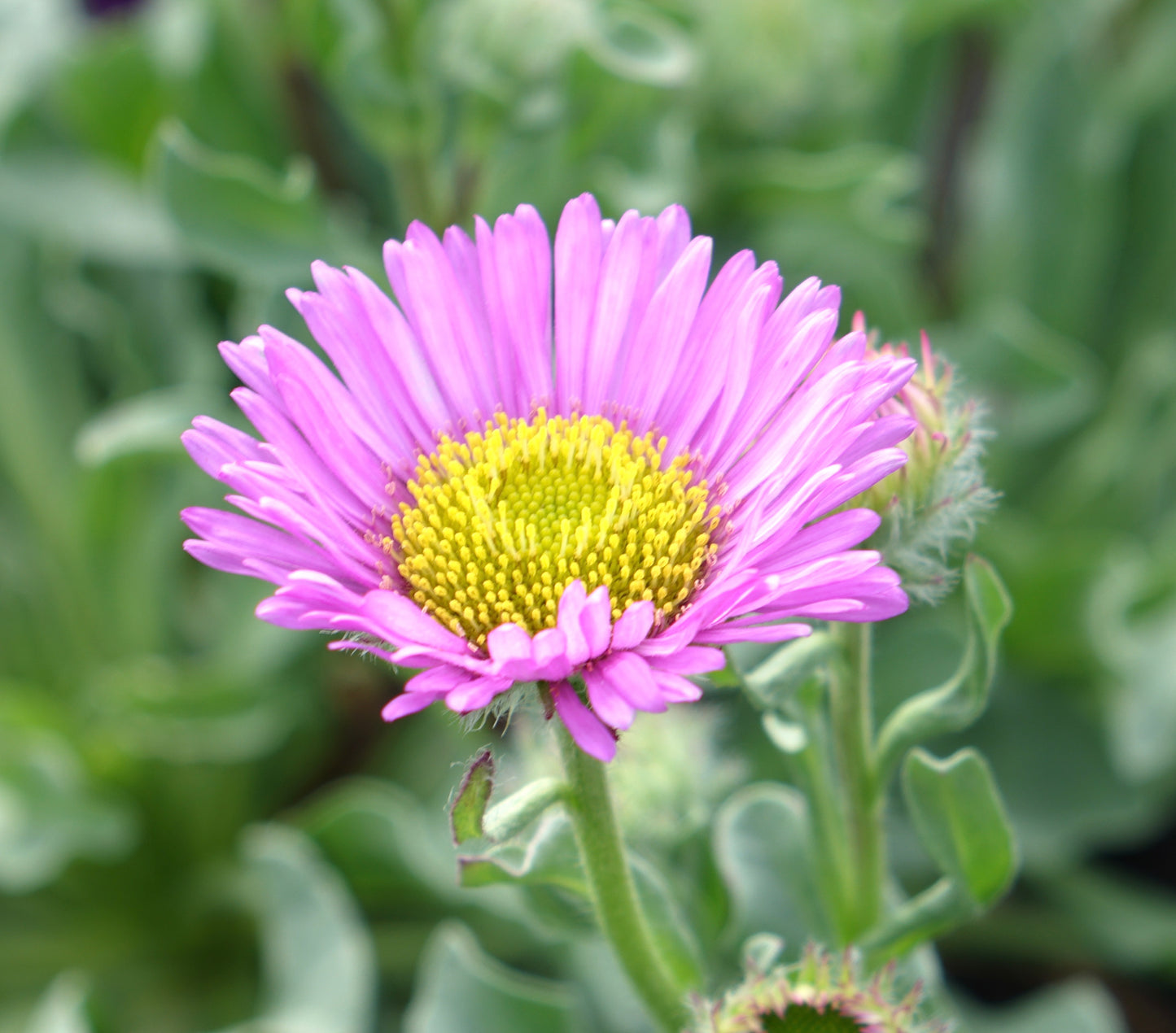 Erigeron 'Sea Breeze' ®