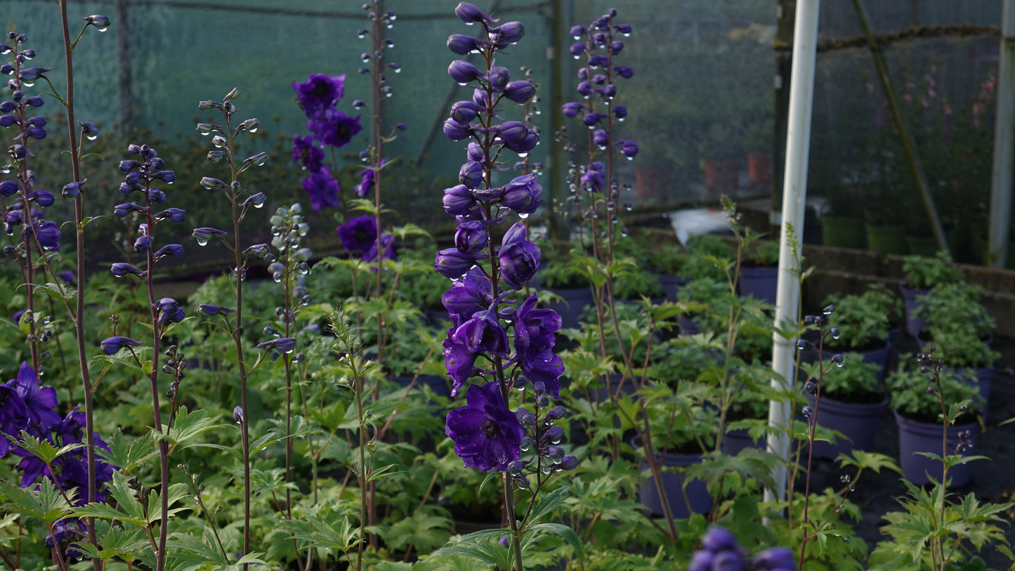 Delphinium 'Black Knight'