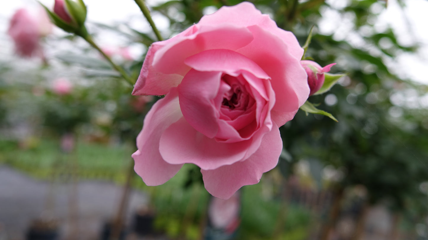 Rosa 'Rose Meilove' Standard Rose Pot Size 12L