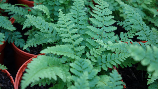 Polystichum setiferum