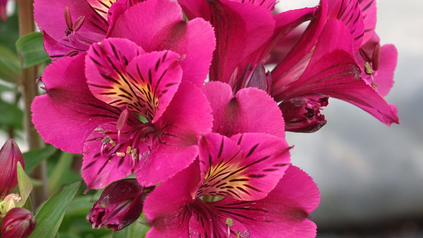 Alstroemeria colorita Louise