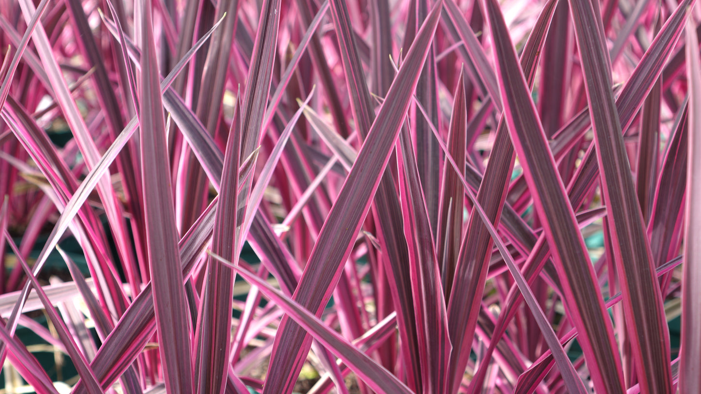 CORDYLINE
AUSTRALIS 'PINk
PASSION'