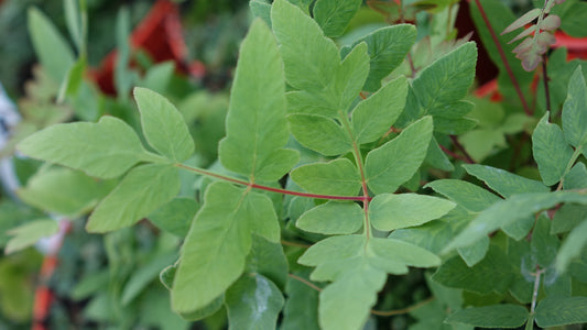 Osmunda regalis 'Purpurascens'