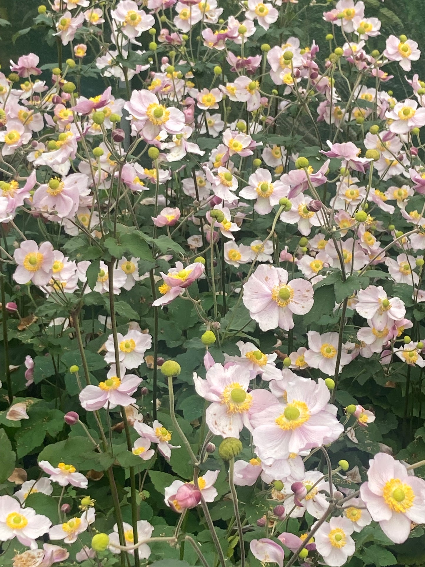 Anemone h. ‘September Charm’