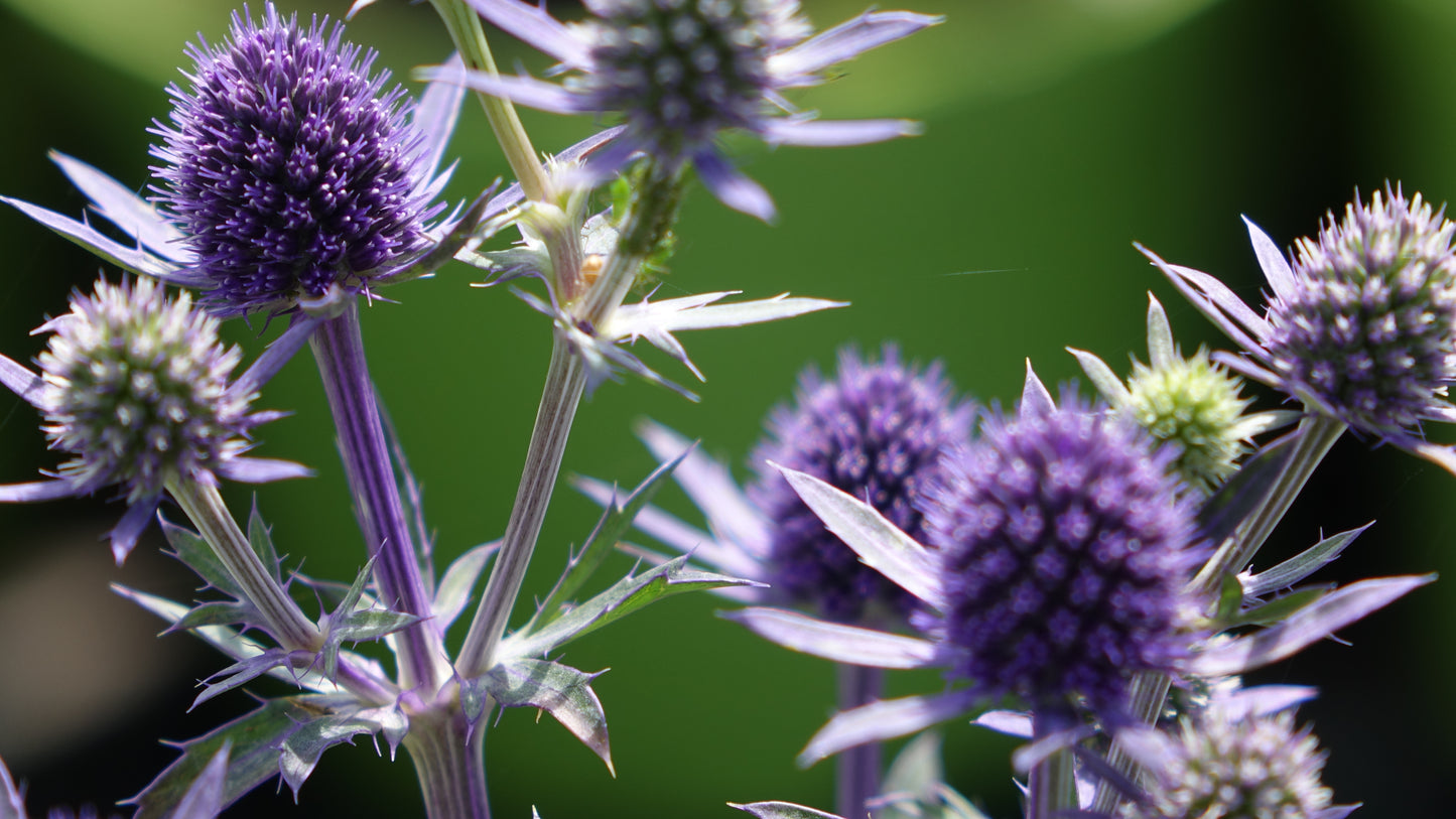 Eryngium planum 'Blue Hobbit' 2 Litre Pot