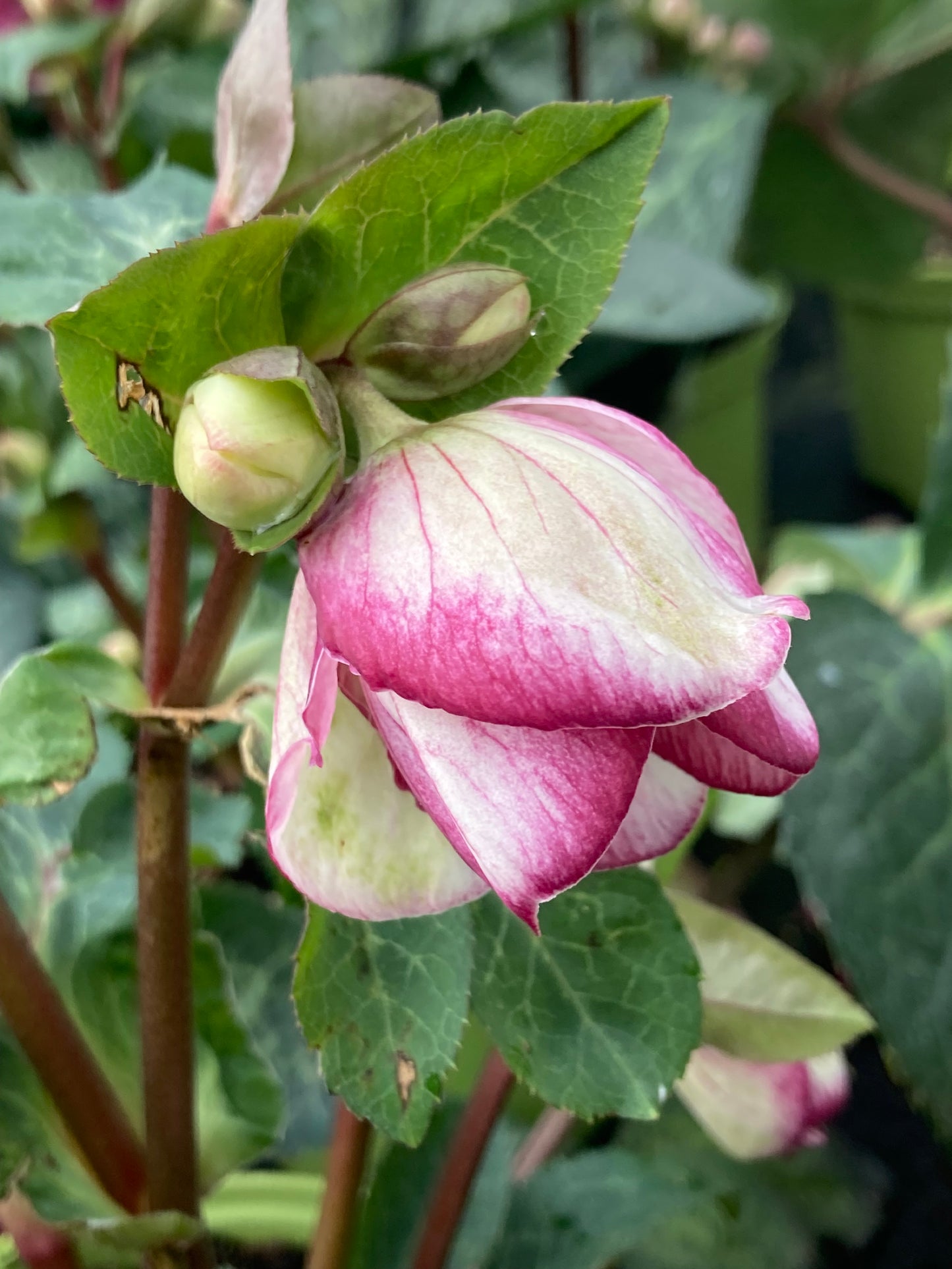 Helleborus Frostkiss ‘Glenda’s Gloss’