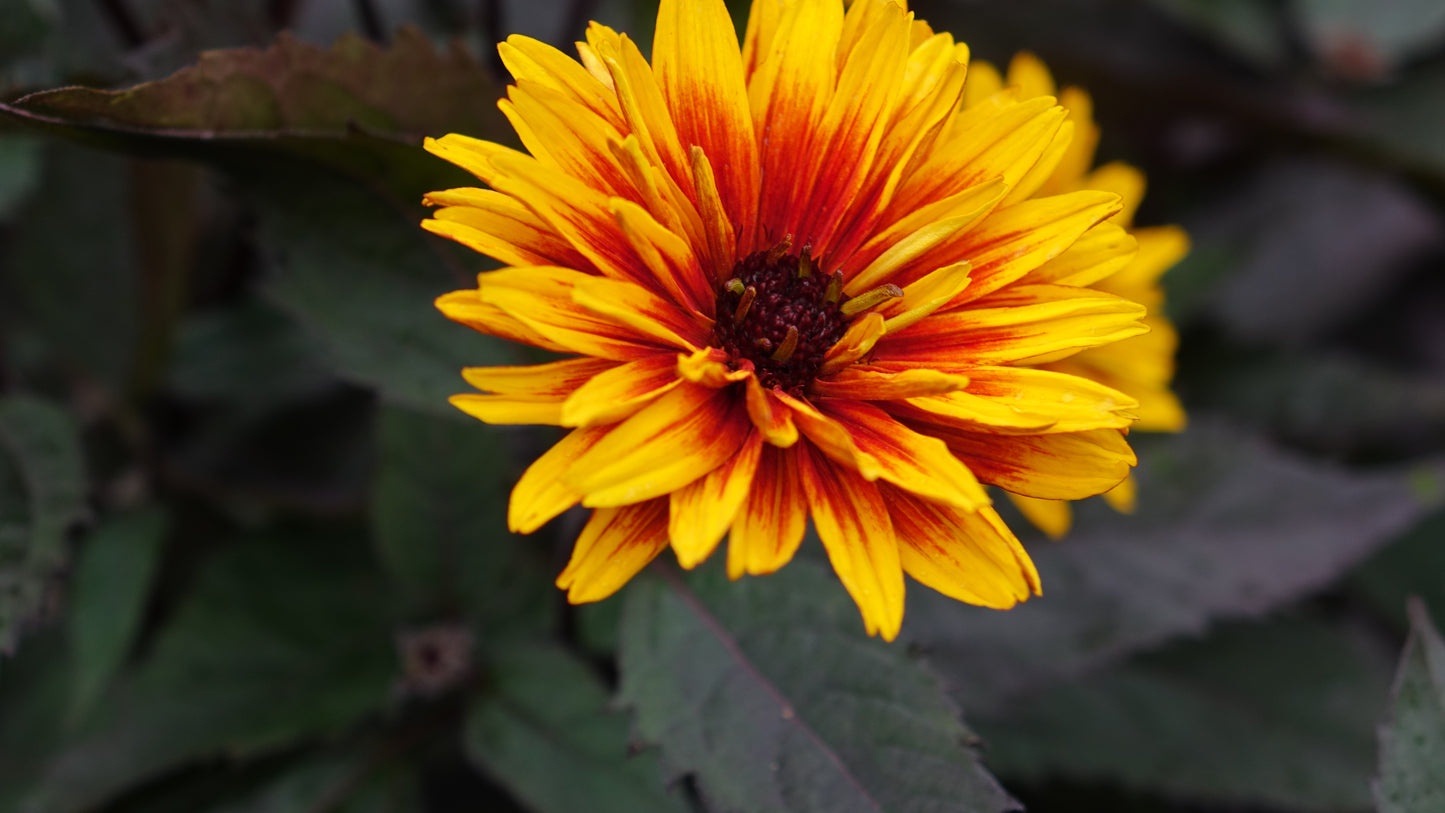 Heliopsis 'Funky Spinner'