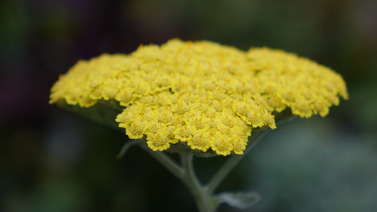 Achillea 'Moonshine'