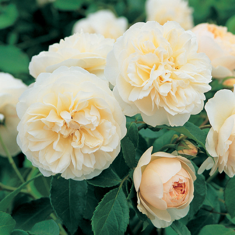 Rosa 'Lichfield Angle' (Ausrelate) David Austin Rose