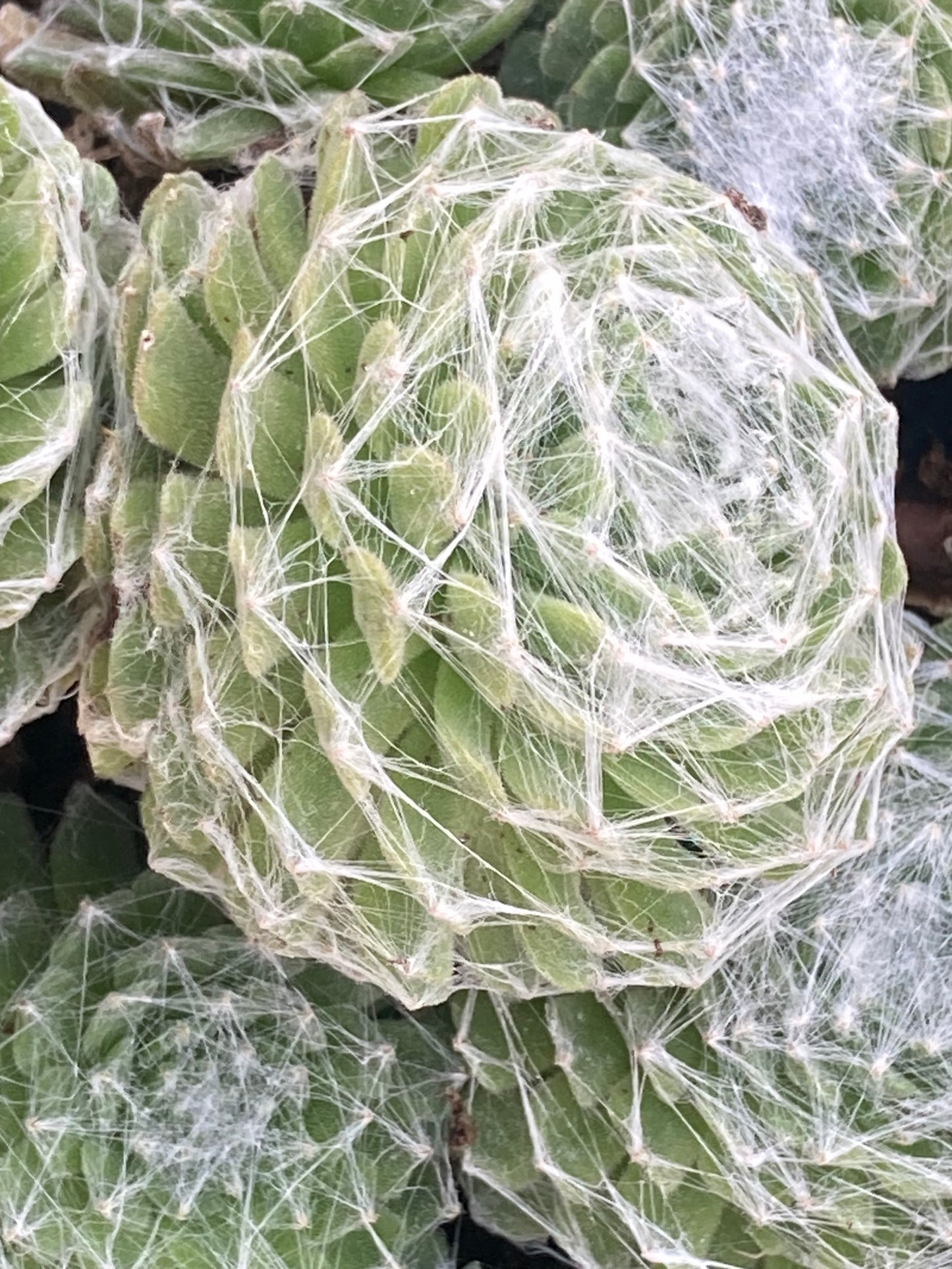 Sempervivum ar. Tomentosum