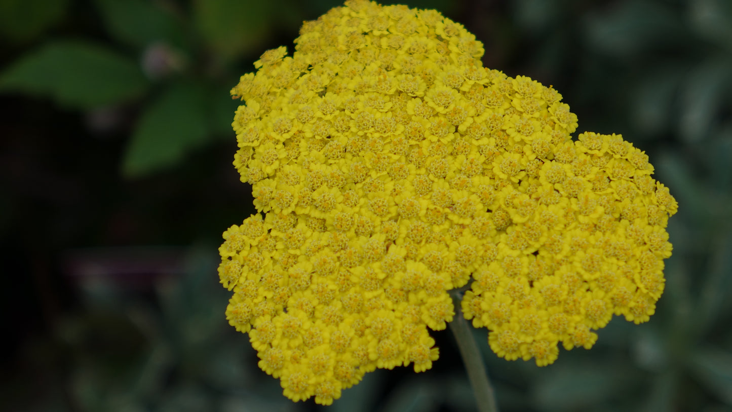 Achillea 'Moonshine'