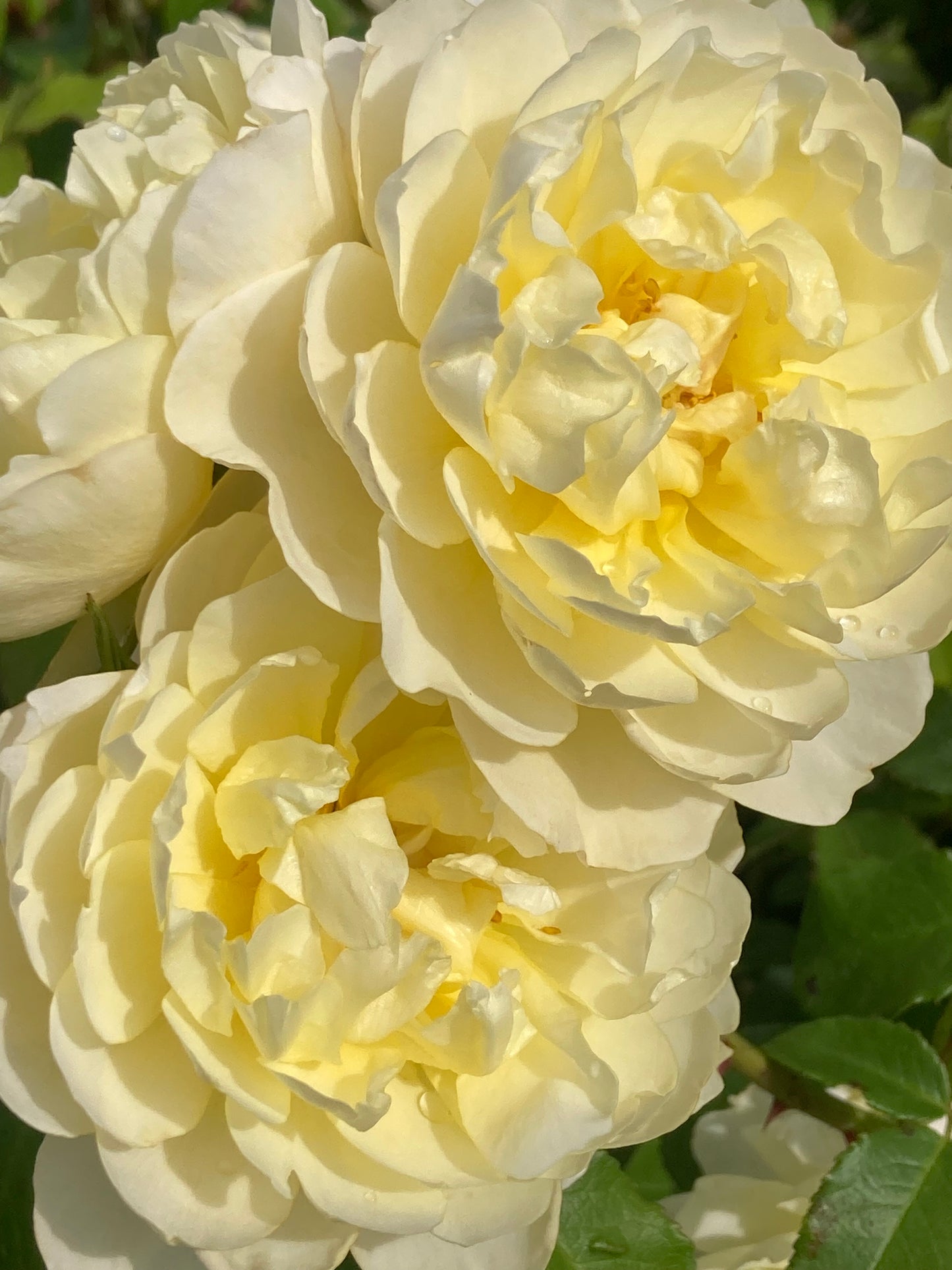 Rosa 'Imogen' (Austritch) David Austin Rose