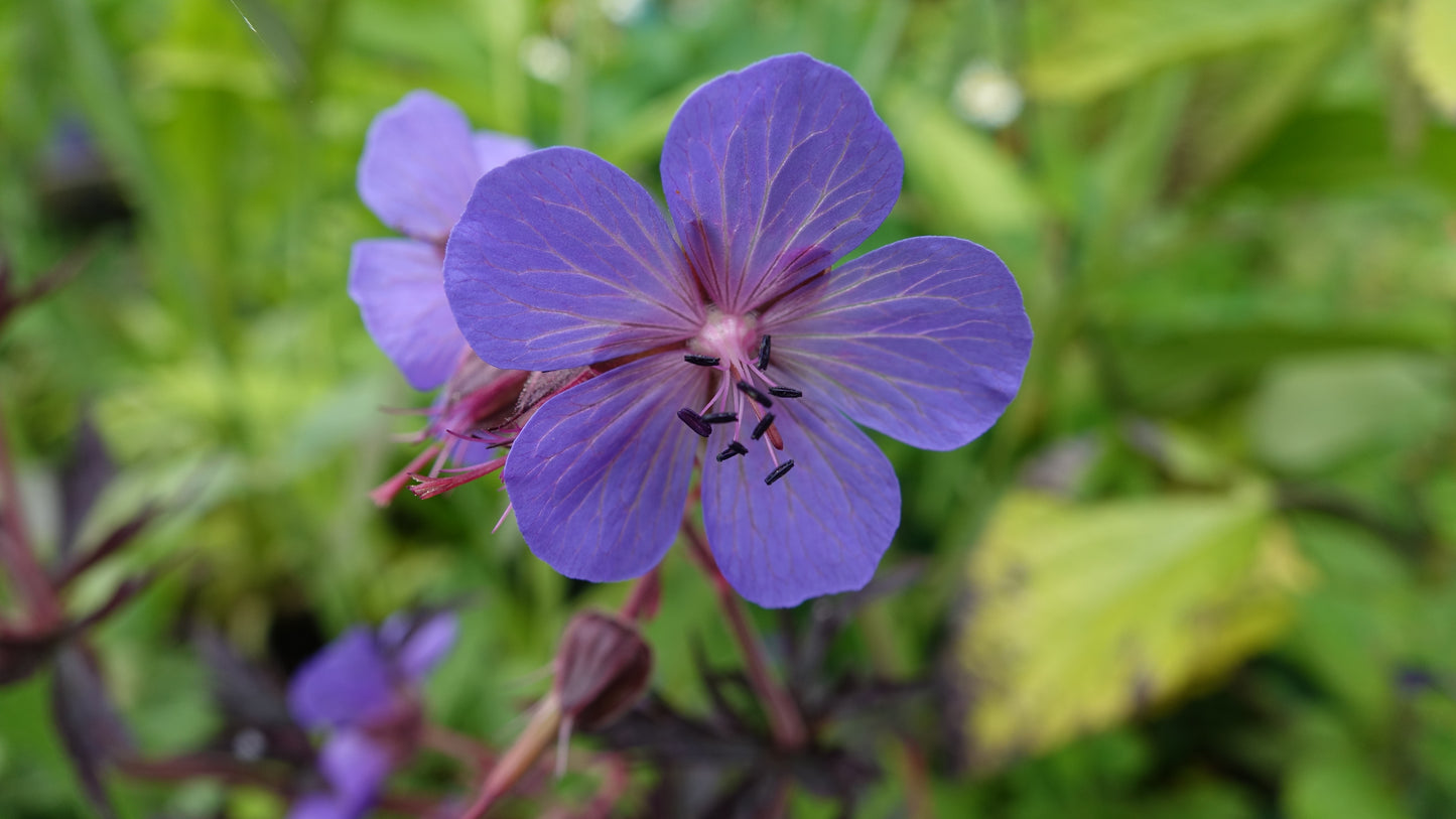 Geranium pratense 'Midnight Reiter'