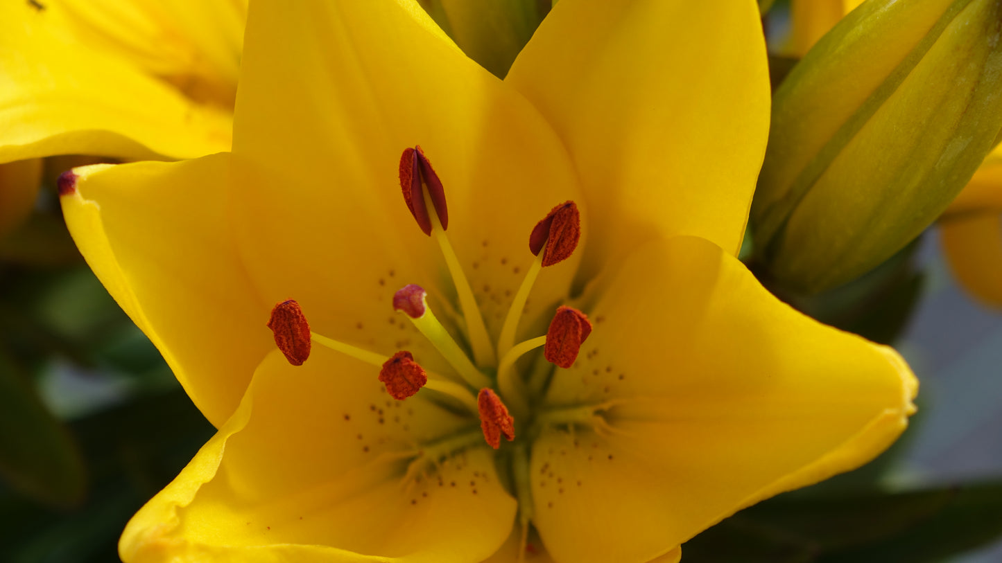 Lilium
'Yellow Pixie'