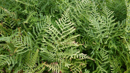 Dryopteris f.m. 'Linearis Poly