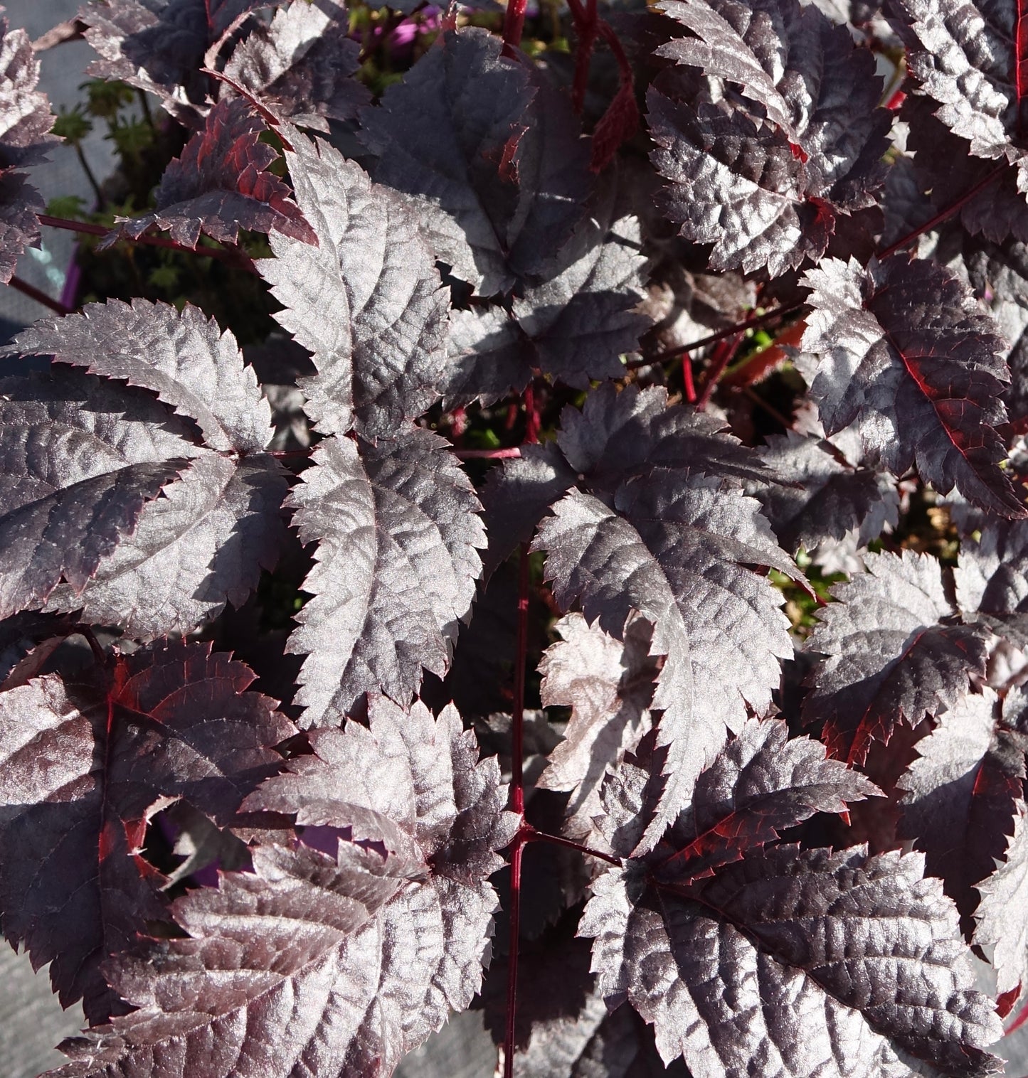 Astilbe 'Chocolate Shogun'