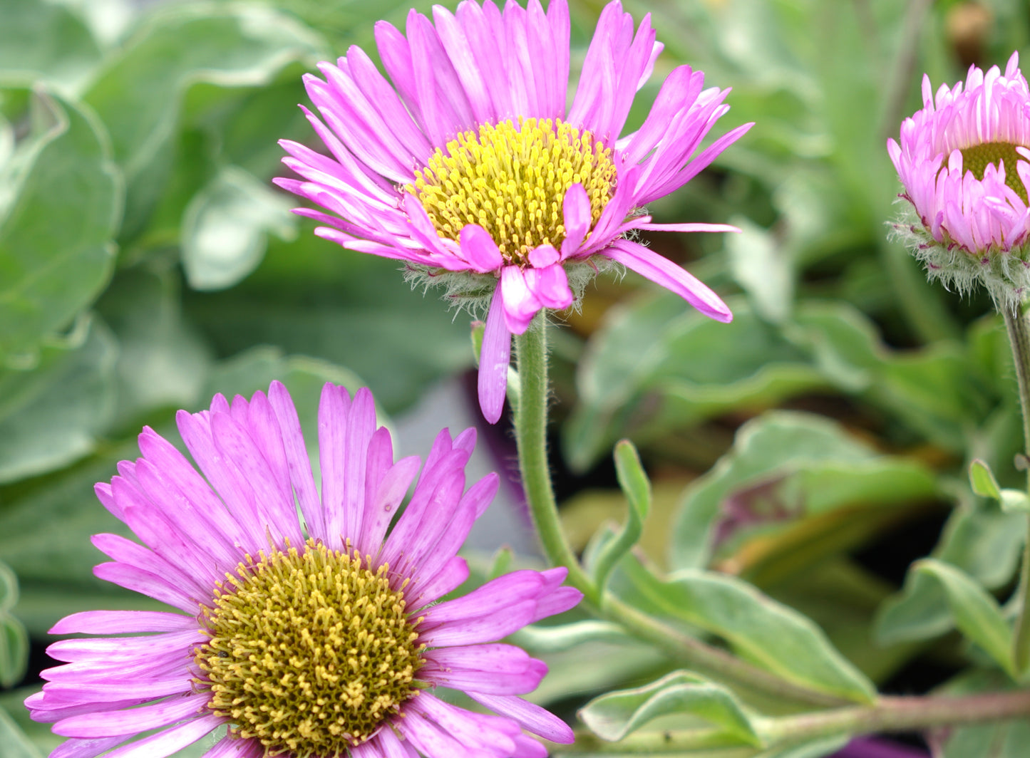 Erigeron 'Sea Breeze' ®