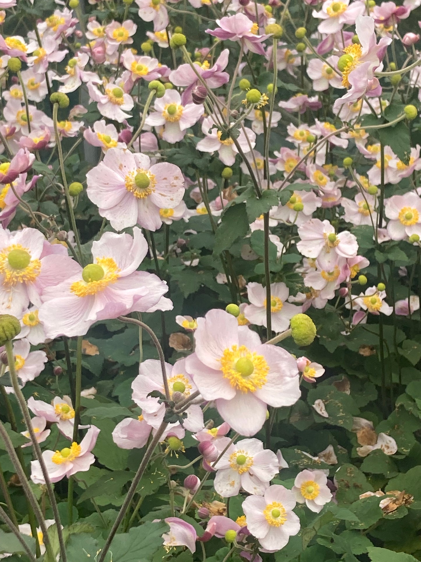 Anemone h. ‘September Charm’