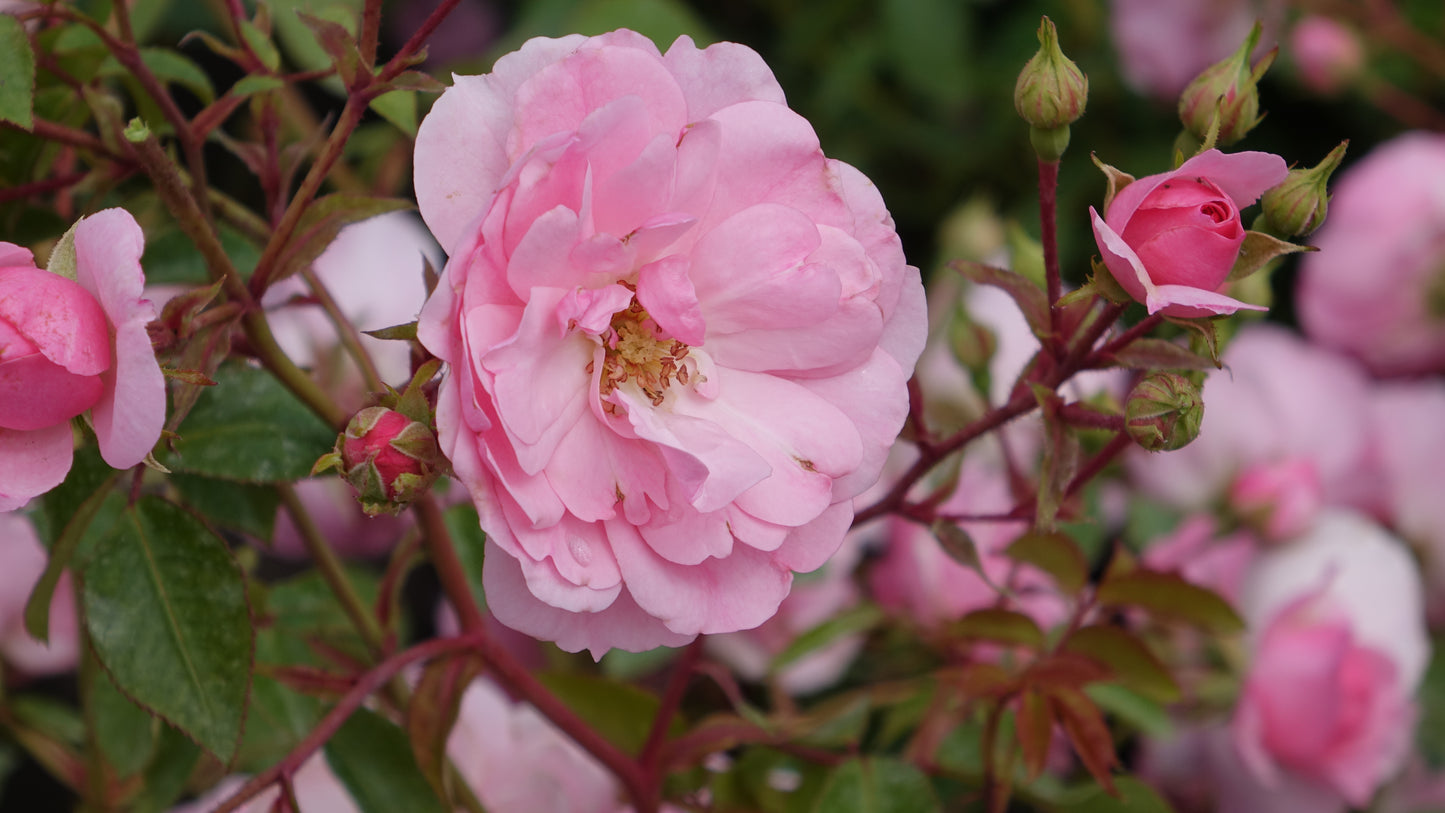 Rosa Bonica