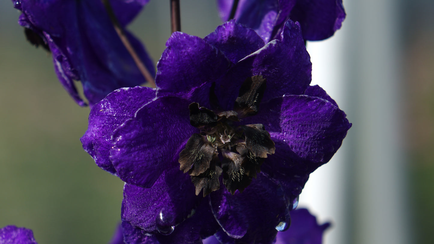 Delphinium 'Black Knight'