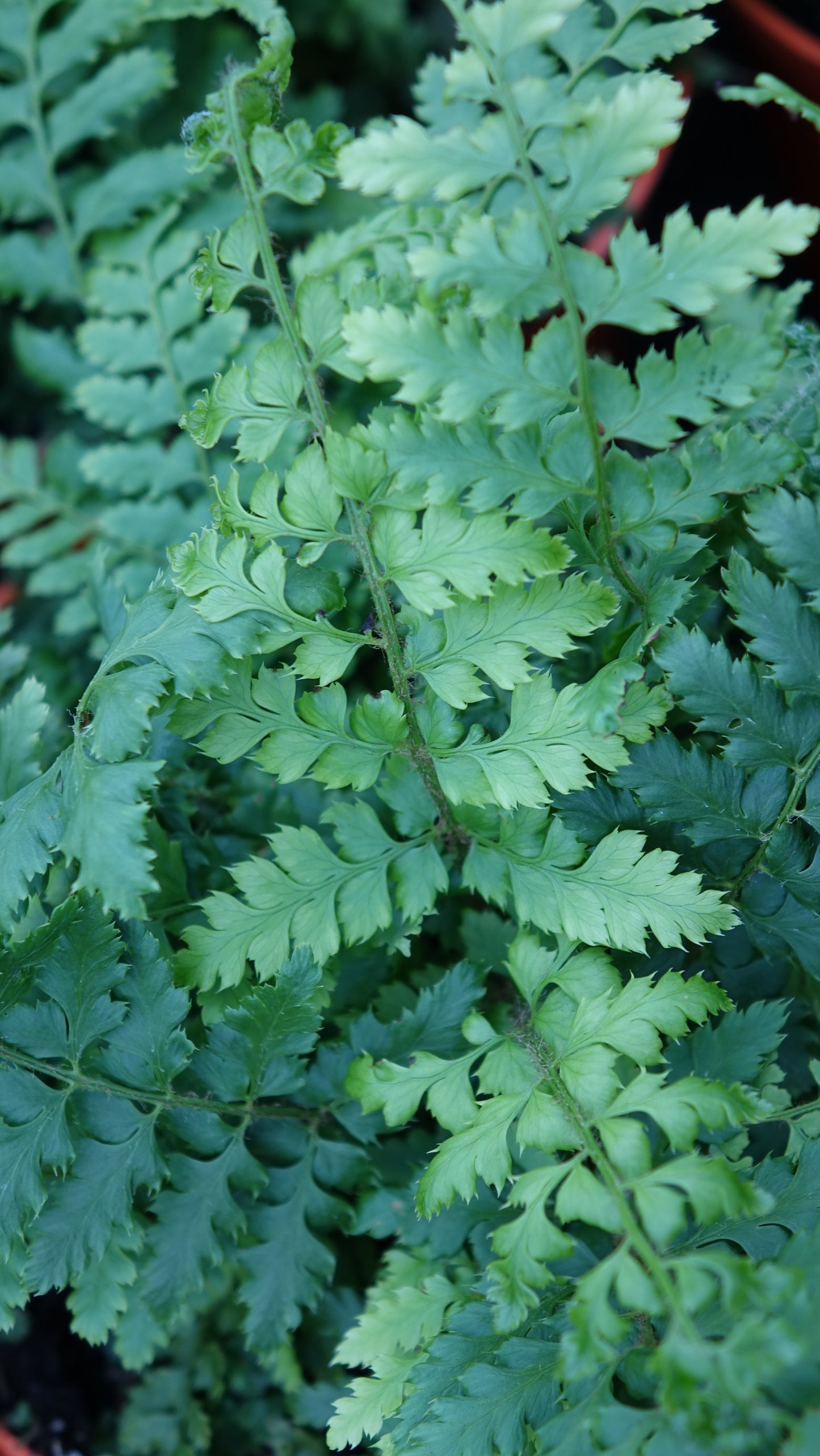 Polystichum setiferum