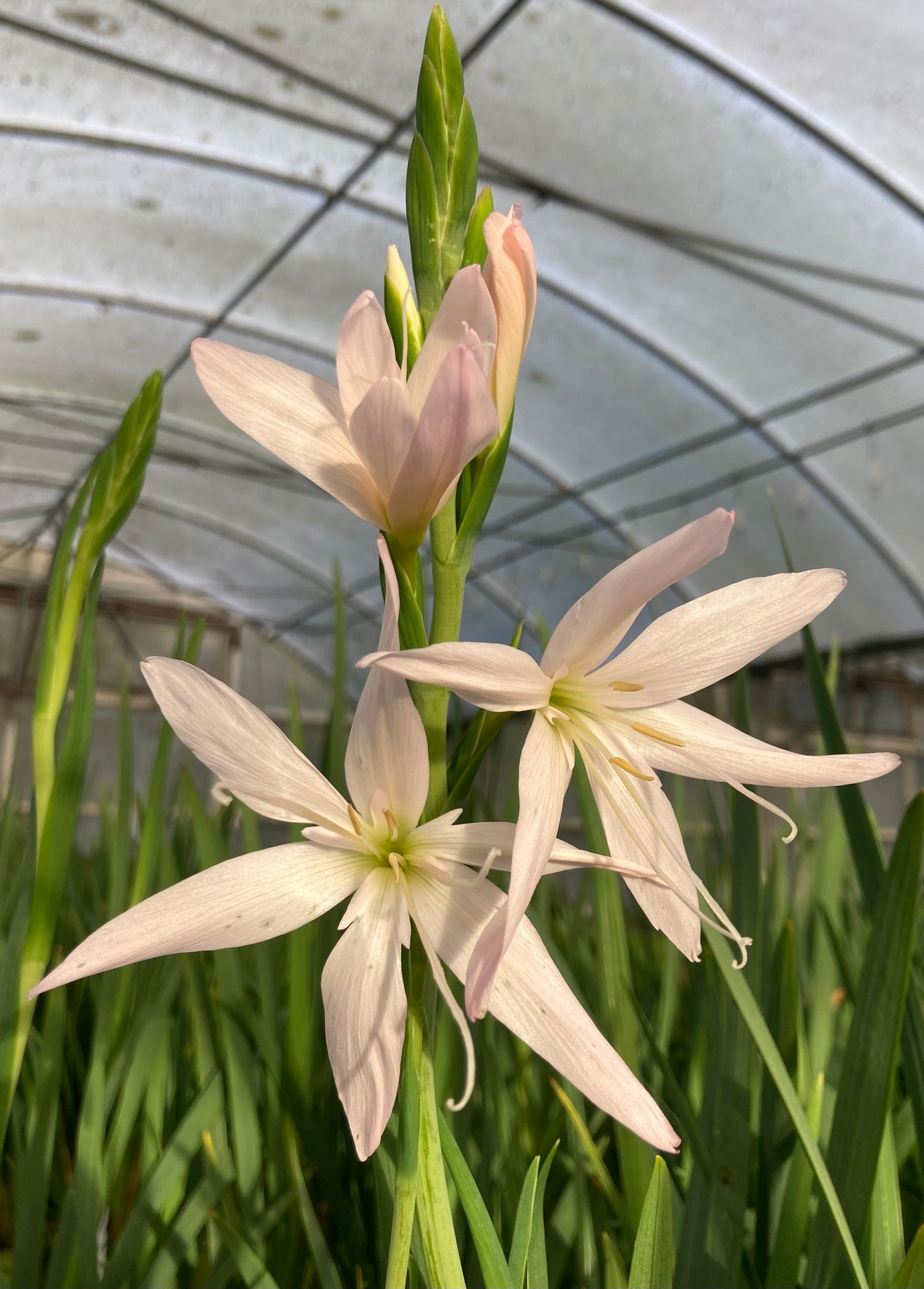 Schizostylis coccinea ‘Alba’