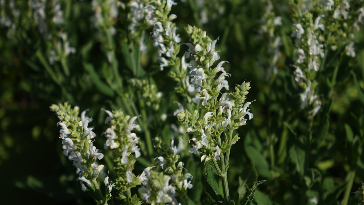 Salvia nemerosa 'Schneehugel'