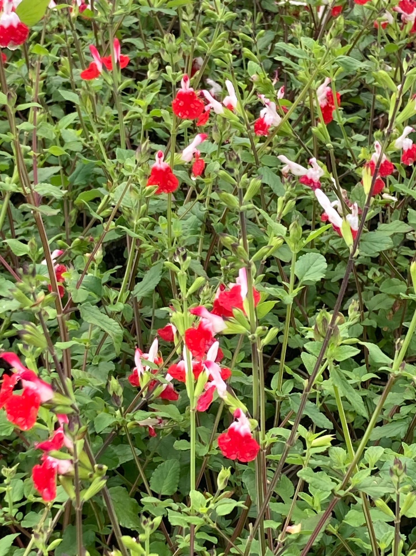 Salvia 'HotLips'