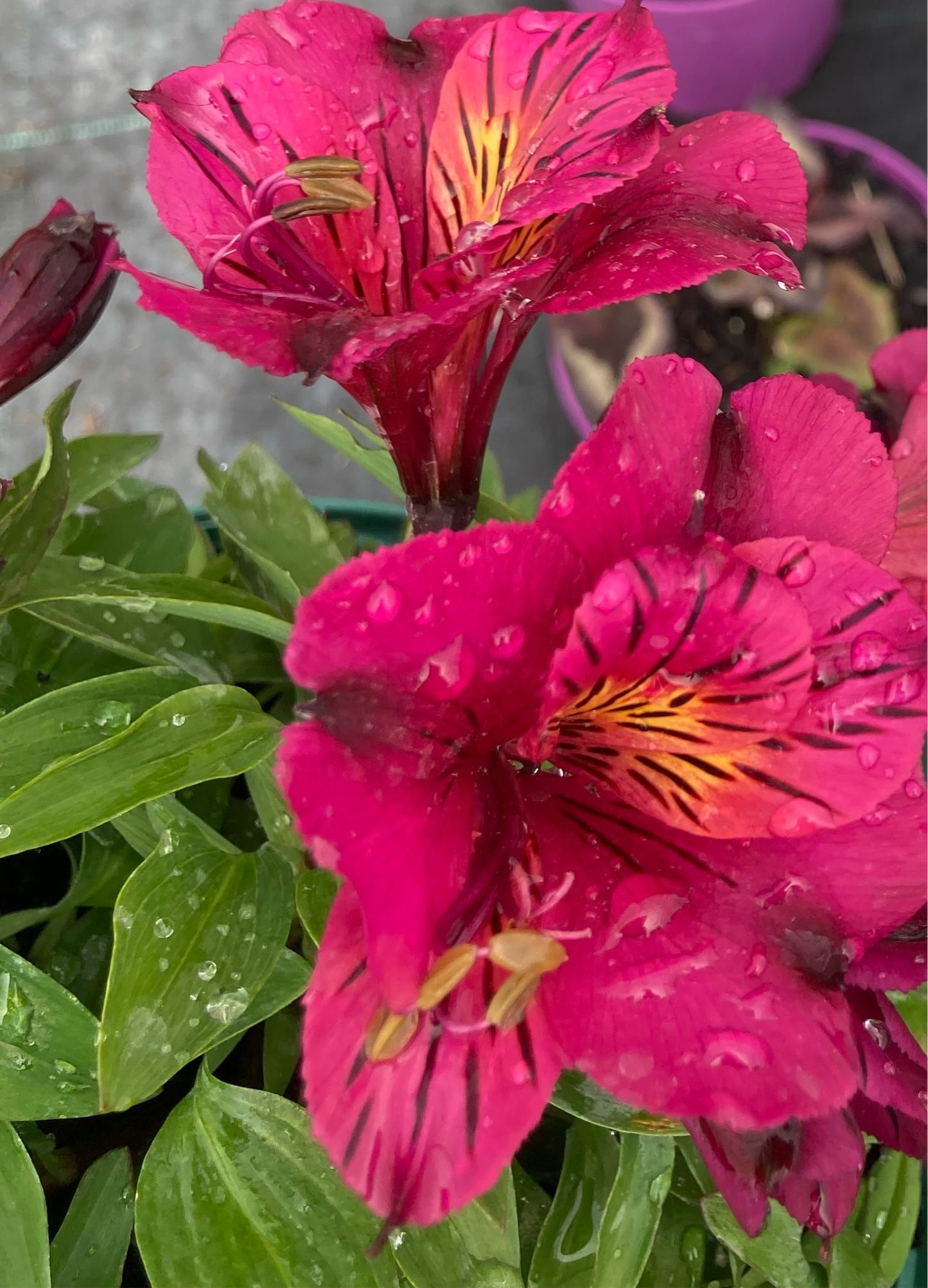 Alstroemeria colorita Louise