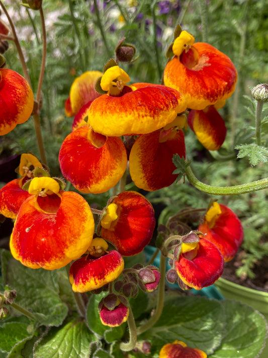 Calceolaria ’Sunset Orange’