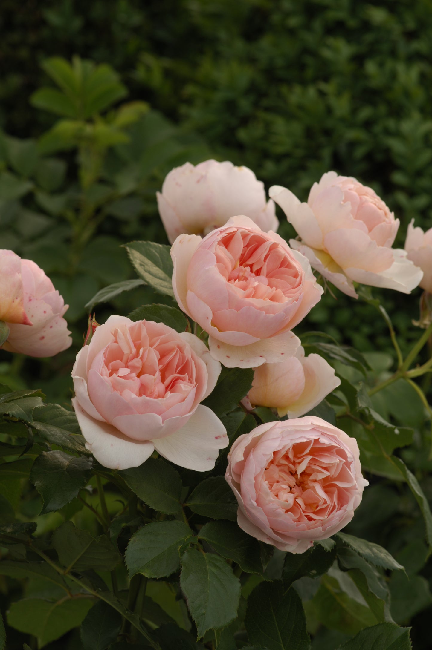 Rosa 'The Shepherdess' (Austwist) David Austin Rose