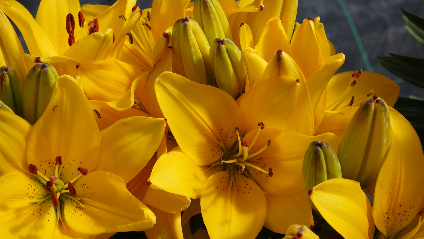 Lilium
'Yellow Pixie'