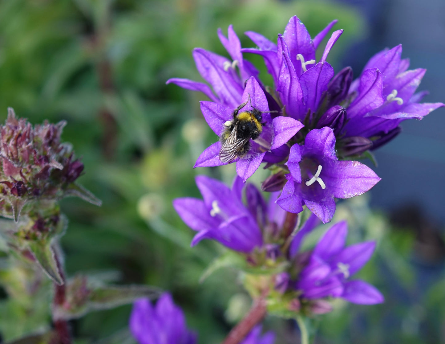 Campanula glom. 'Superba'