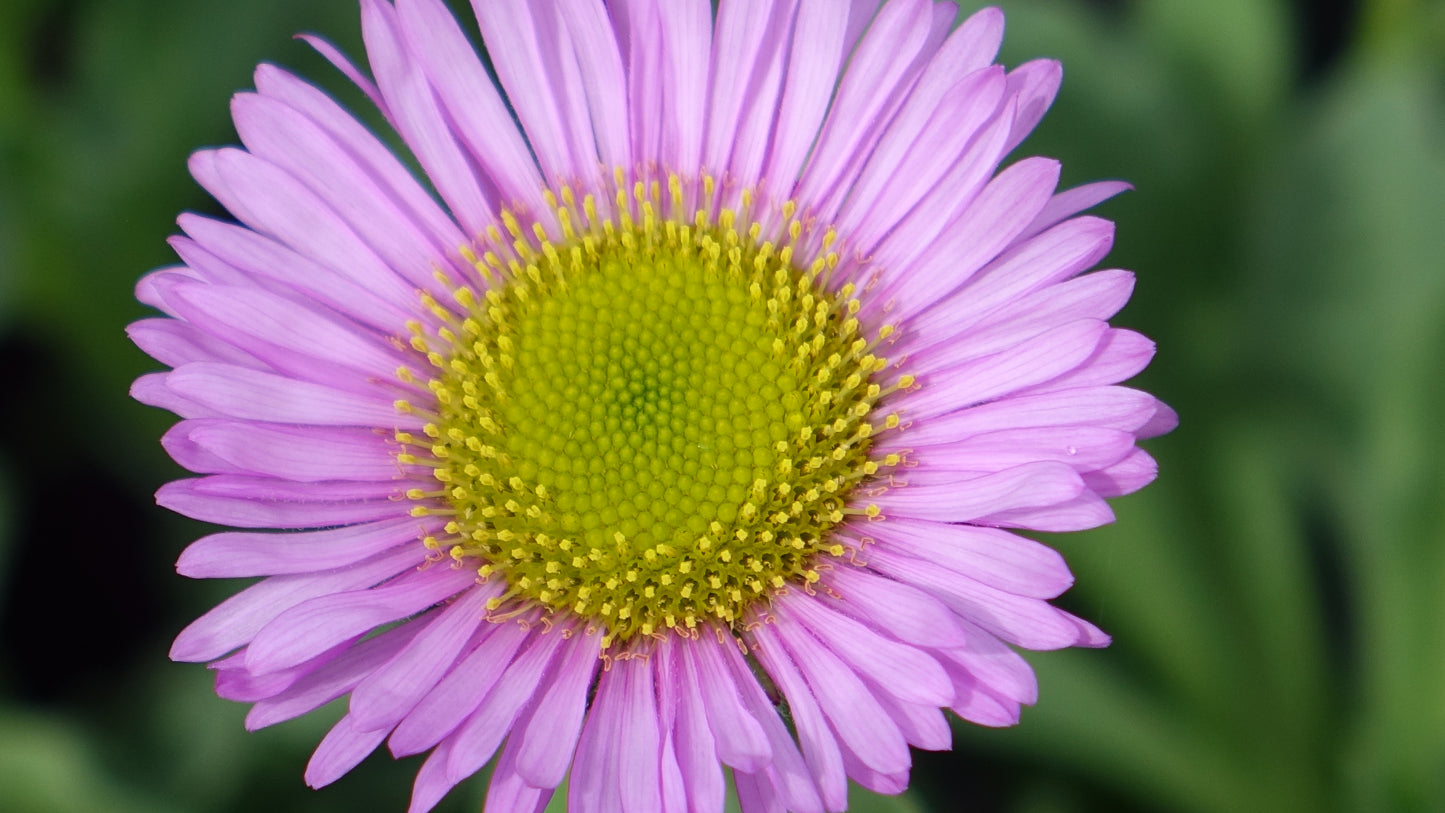 Erigeron 'Sea Breeze' ®