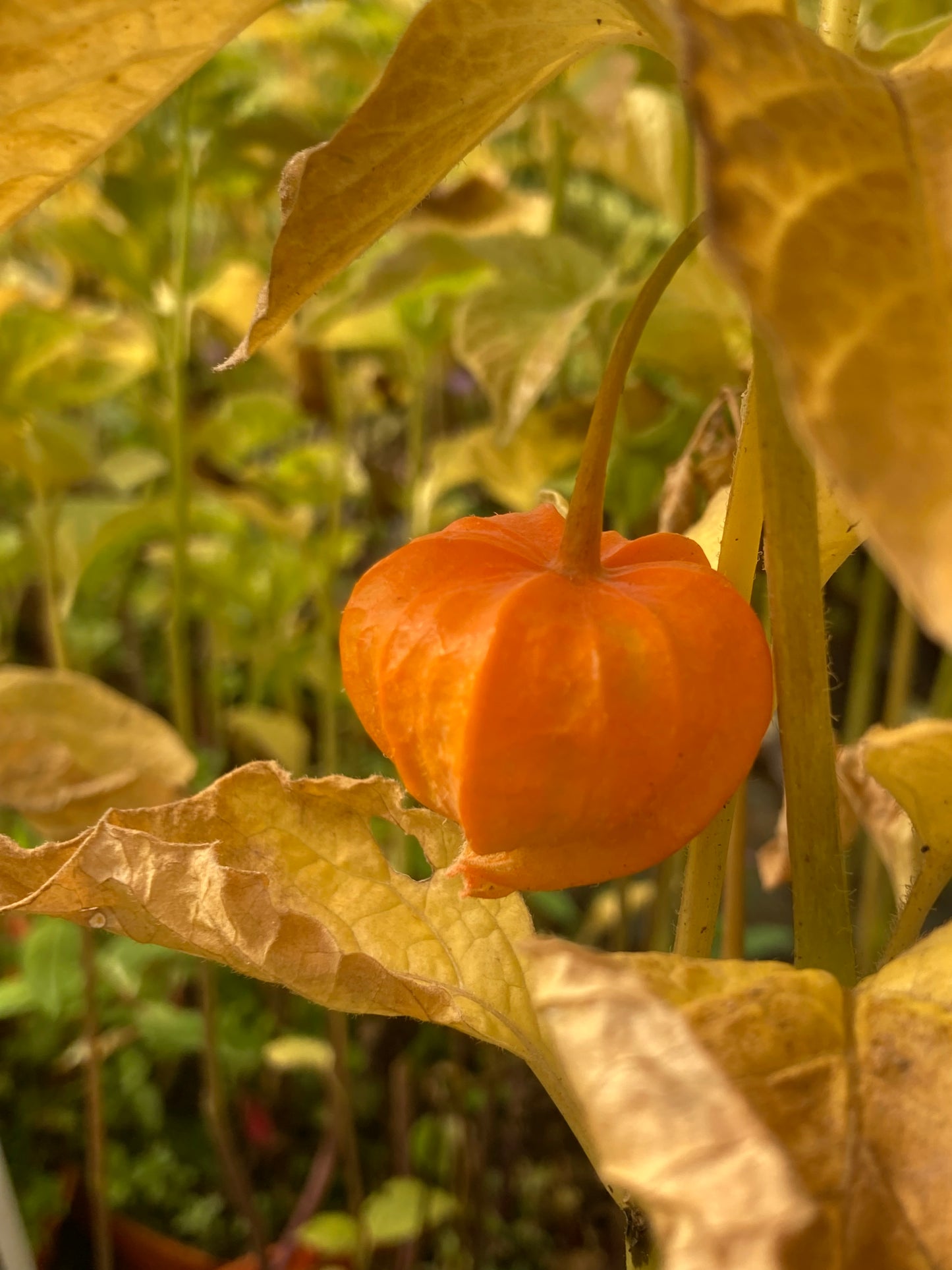 Physalis alk. var. franchetii