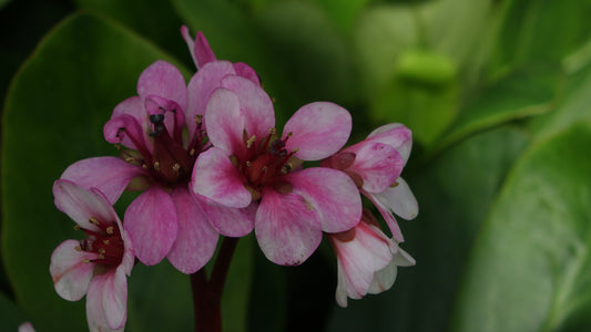 BERGENIA
SILBERLICHT