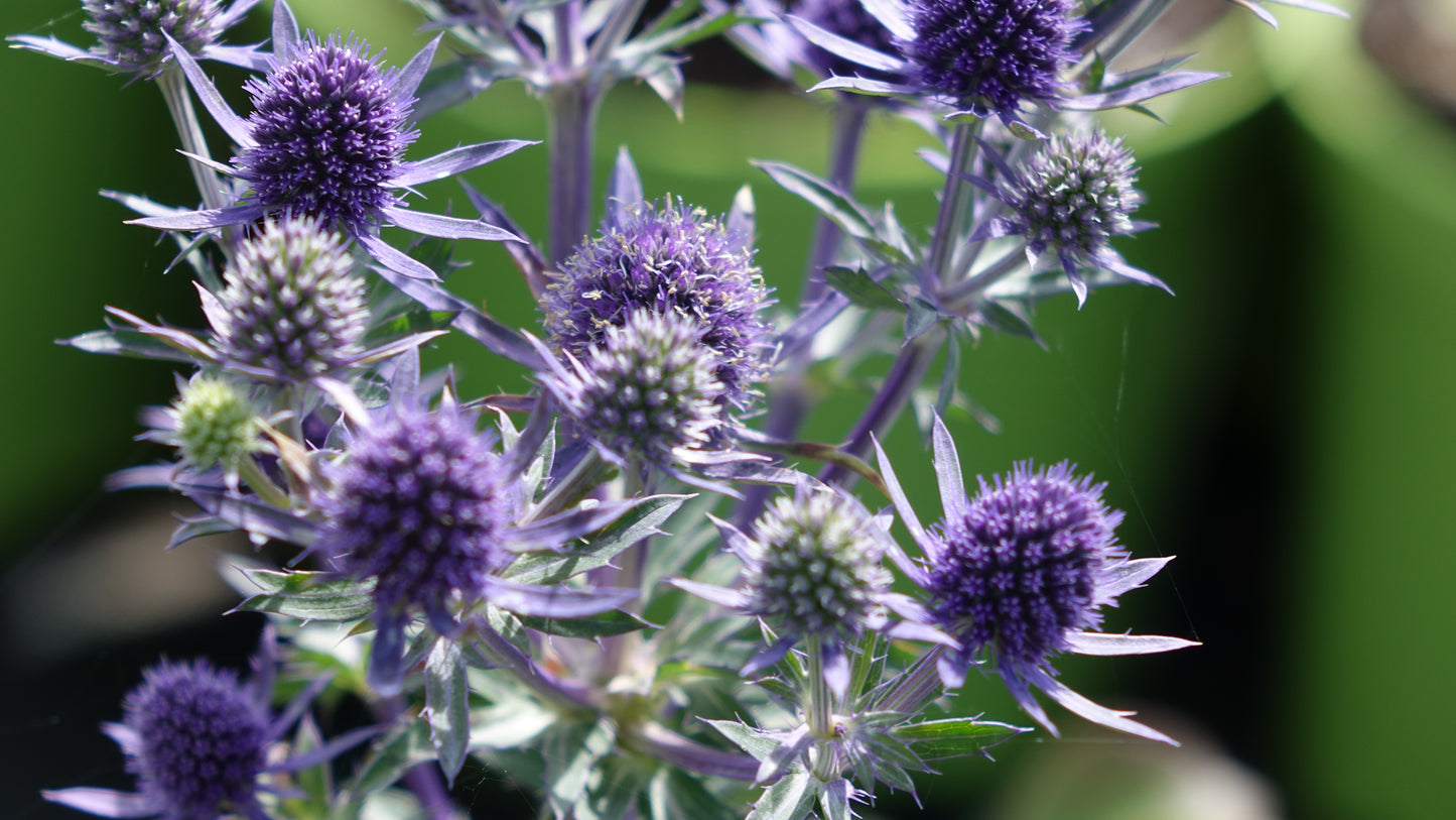 Eryngium planum 'Blue Hobbit' 2 Litre Pot