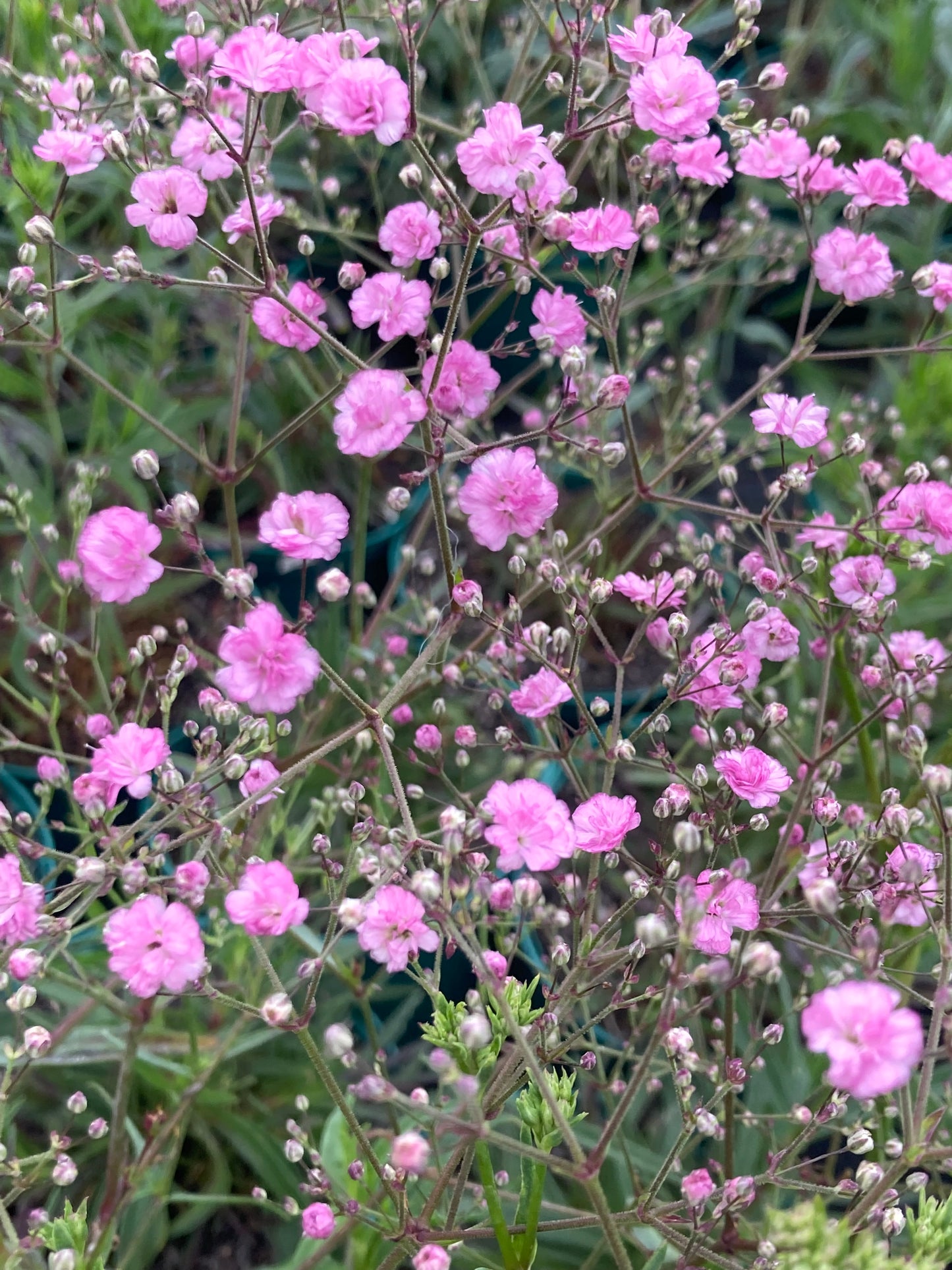 Gypsophila pan. Pink Festival