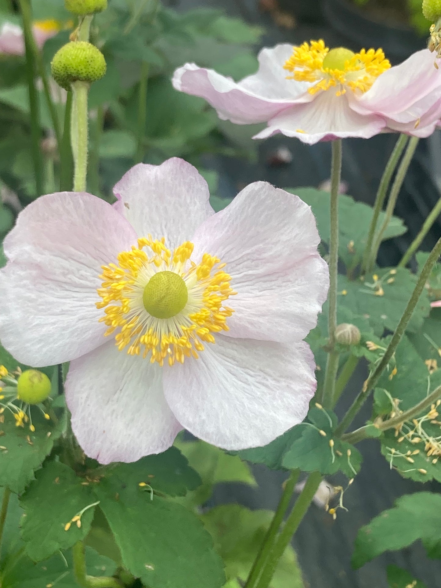 Anemone h. ‘September Charm’