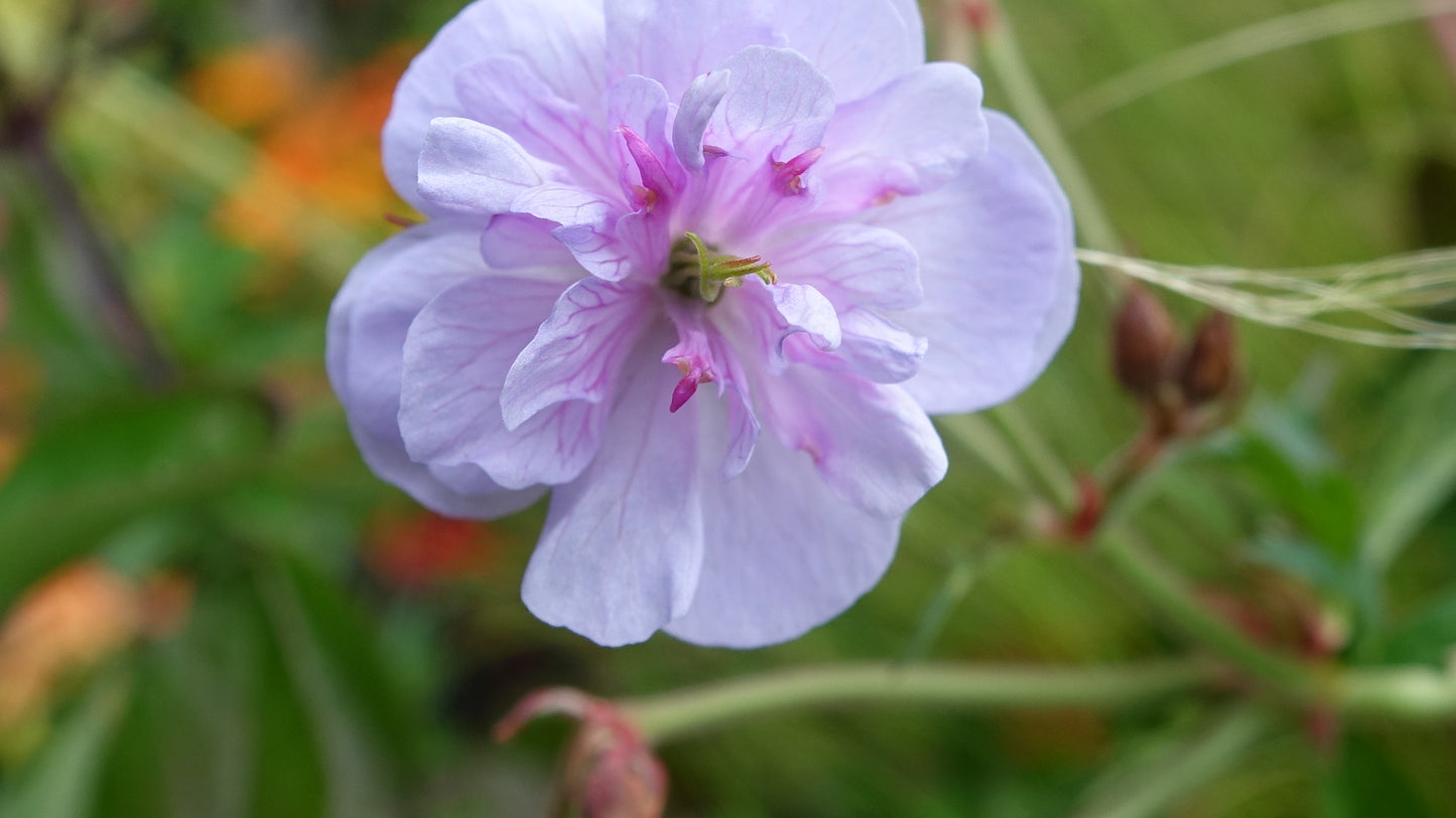 Geranium pratense 'Summer Skies'