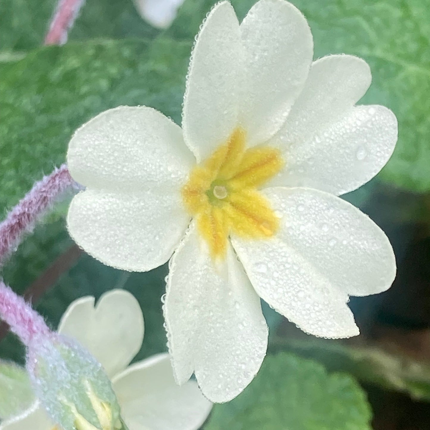 Primula vulgaris