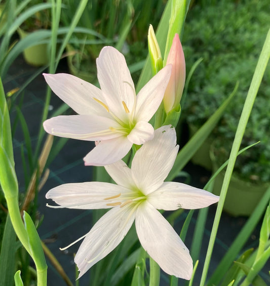 Schizostylis coccinea ‘Alba’