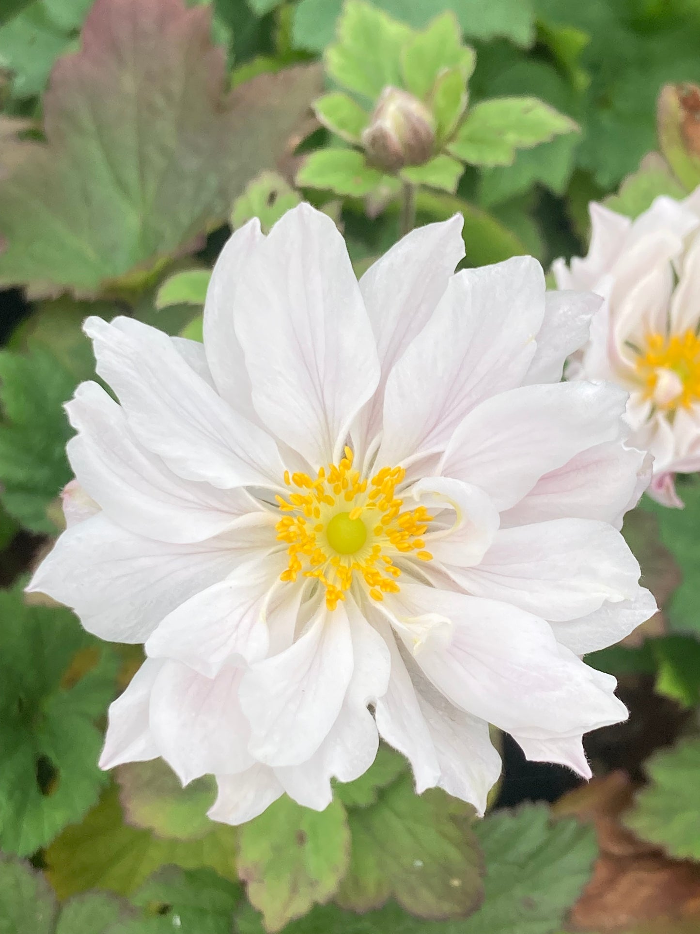 Anemone x ‘Honorine Jobert’