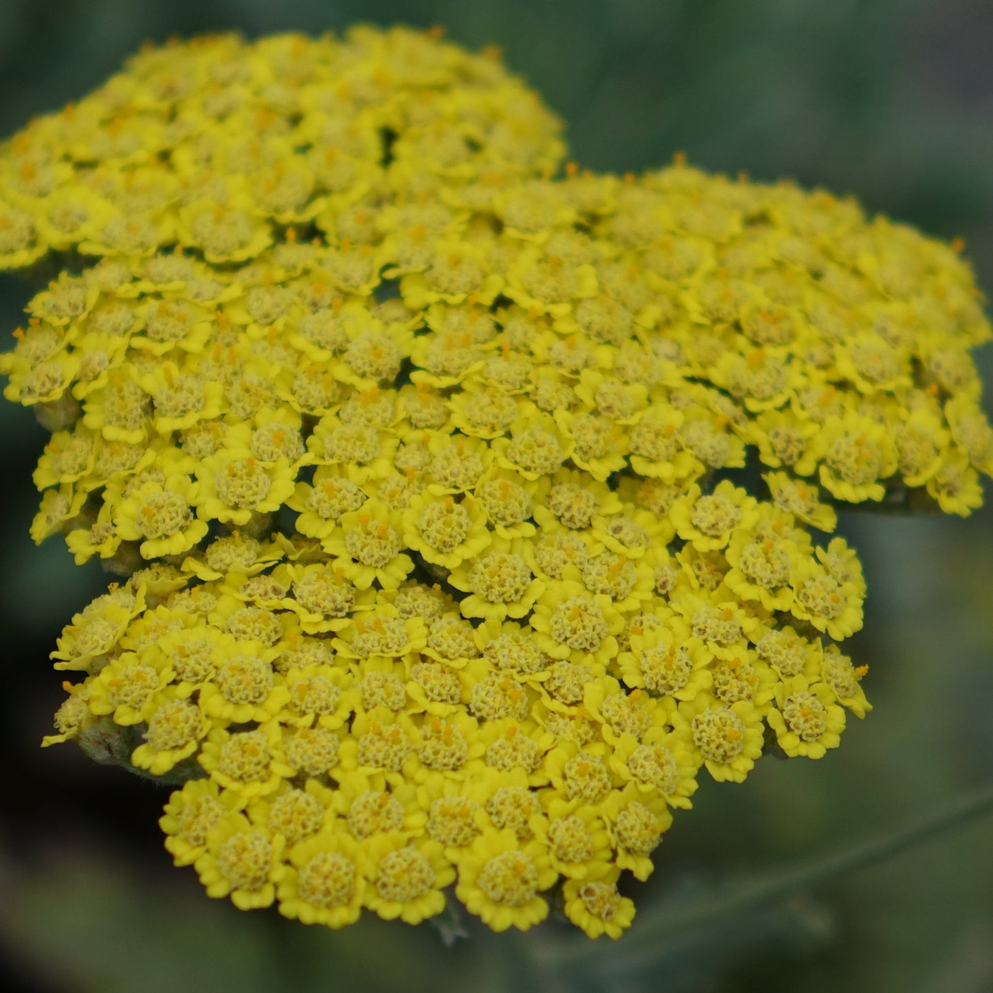 Achillea 'Moonshine'