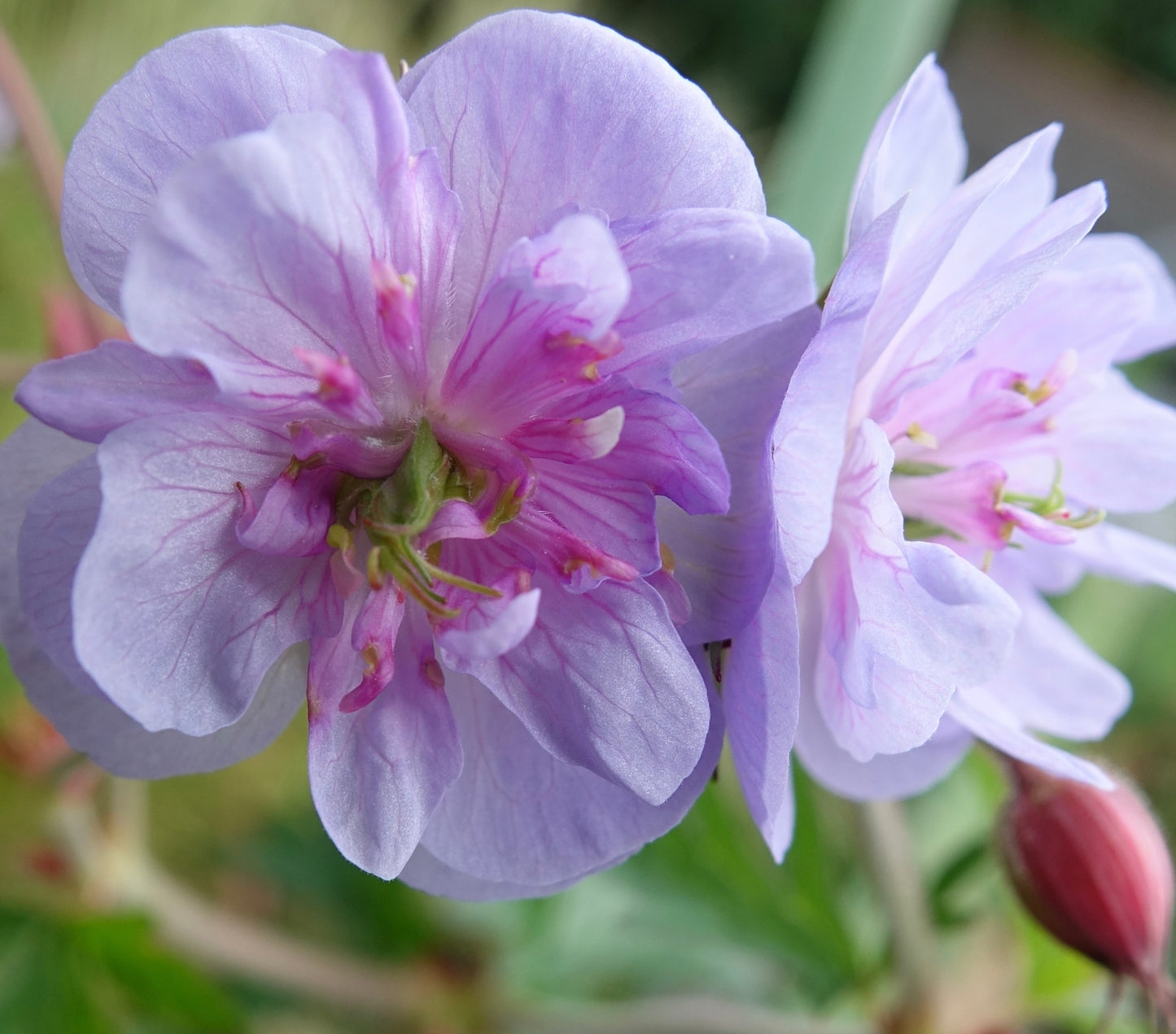 Geranium pratense 'Summer Skies'