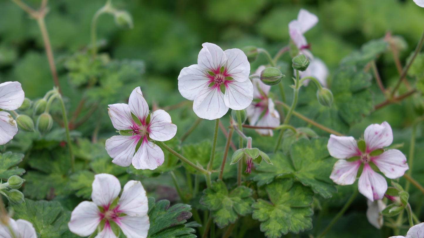 Geranium 
'Coombland’
White