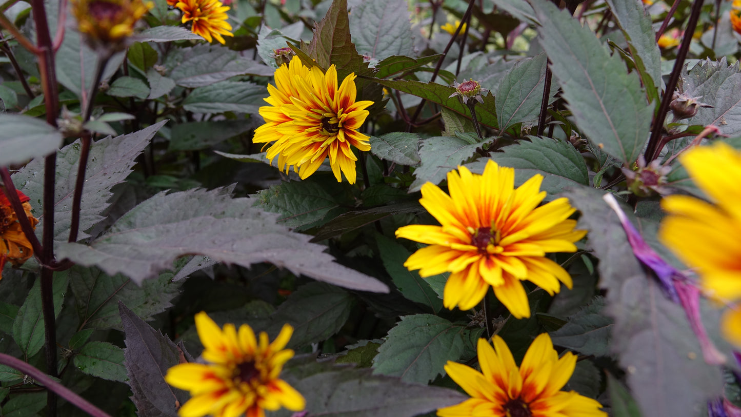 Heliopsis 'Funky Spinner'