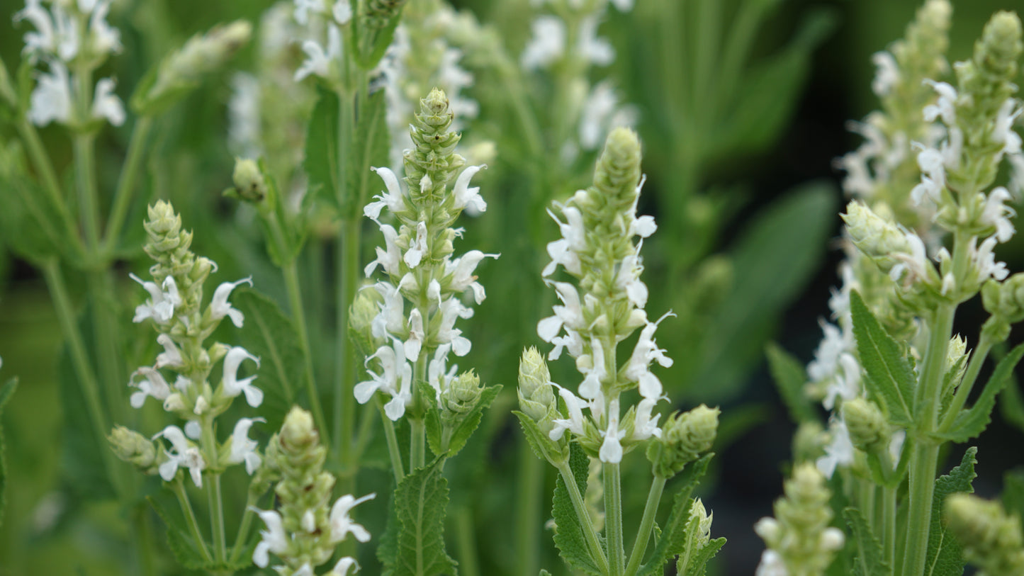 Salvia nemerosa 'Schneehugel'