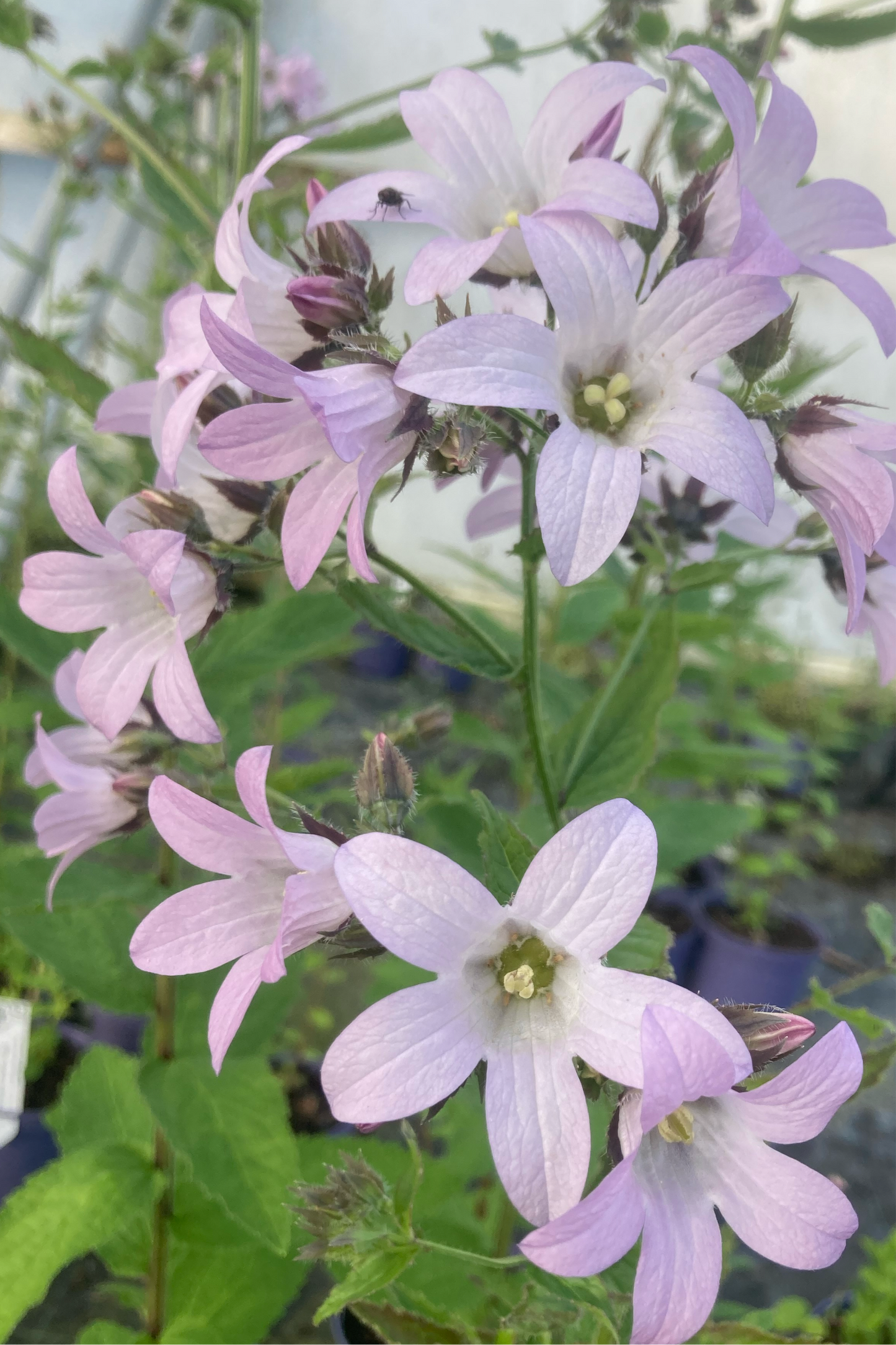 Campanula lactiflora 'Loddon Anna'