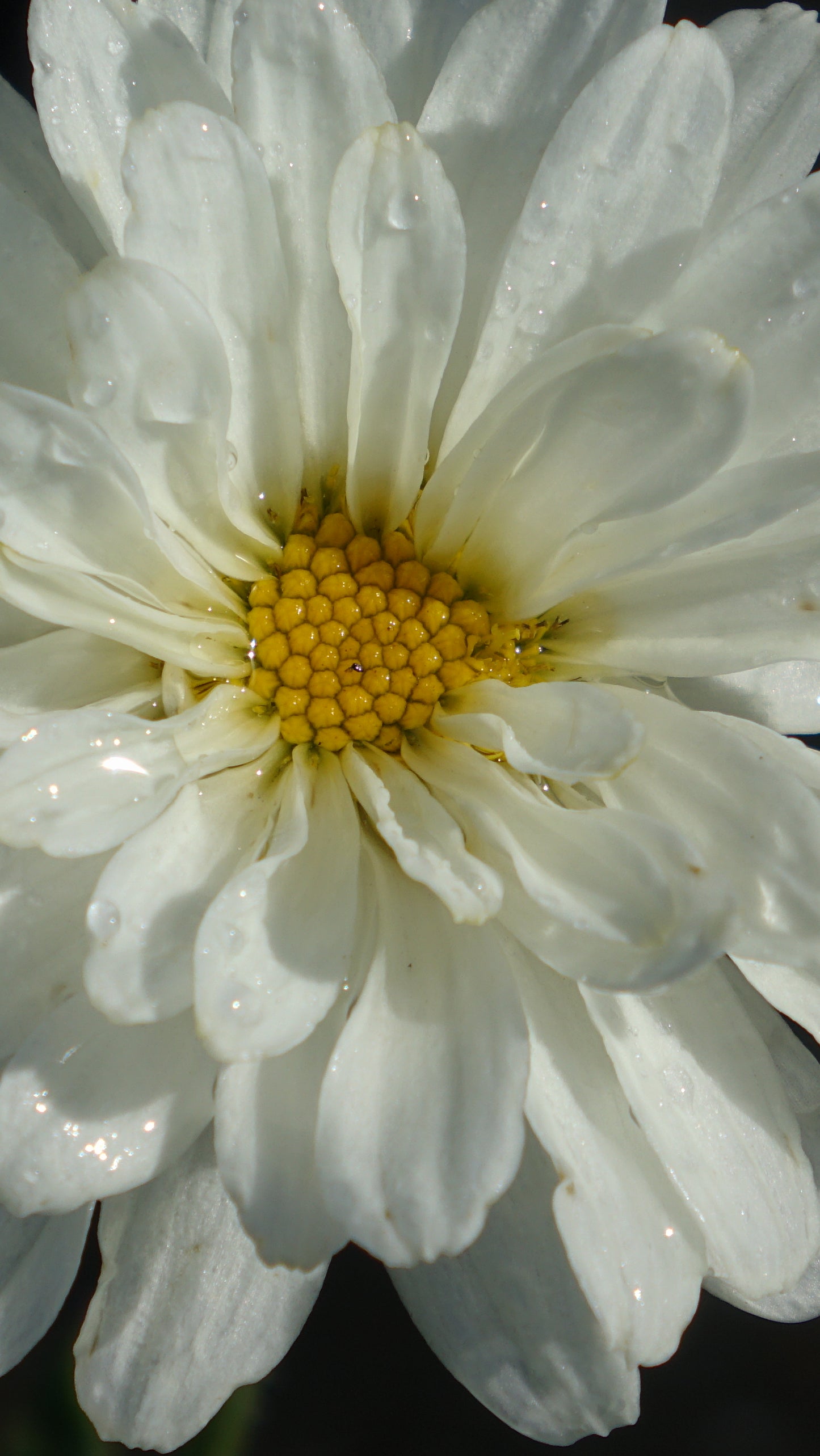 Leucanthemum 'Victorian Secret'